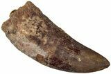 Bargain, Real Carcharodontosaurus Tooth - Restored Tip #311047-1